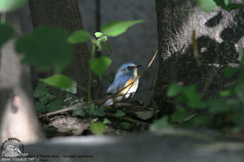 Red-flanked Bluetail male adult post breeding, habitat, pigmentation