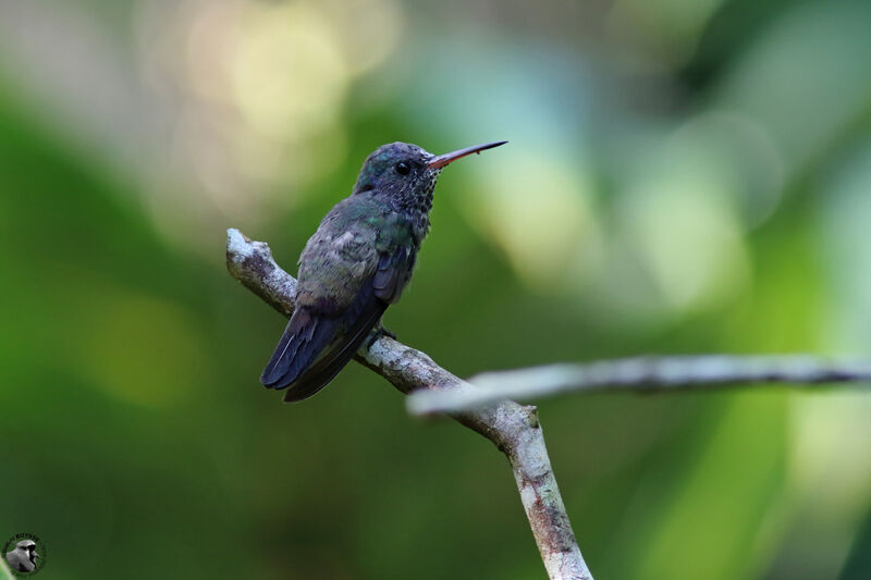 White-chinned Sapphire male, identification