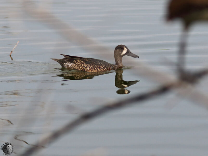Blue-winged Teal male adult transition, swimming