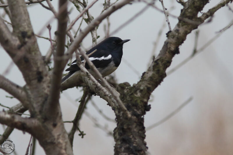 Oriental Magpie-Robin, identification