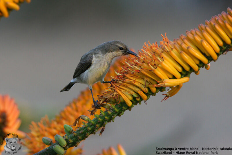 White-bellied Sunbird female adult breeding, identification, feeding habits, Behaviour