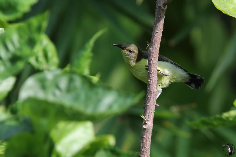 Loten's Sunbird female adult, identification