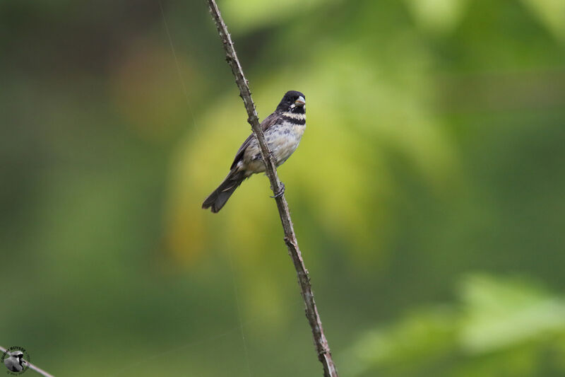 Double-collared Seedeater male adult, identification