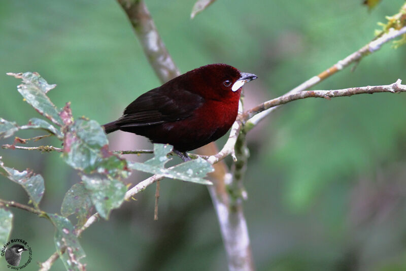 Silver-beaked Tanager male adult breeding, identification