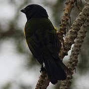 Black-chested Mountain Tanager