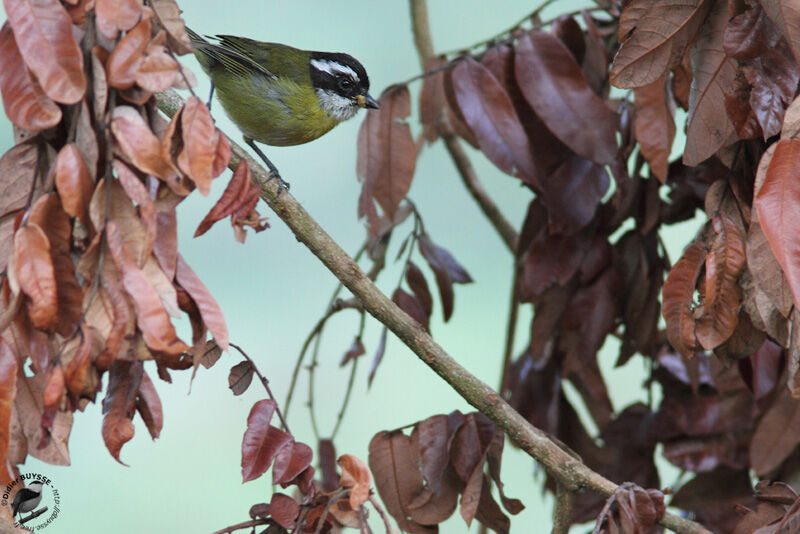 Sooty-capped Chlorospingusadult, identification