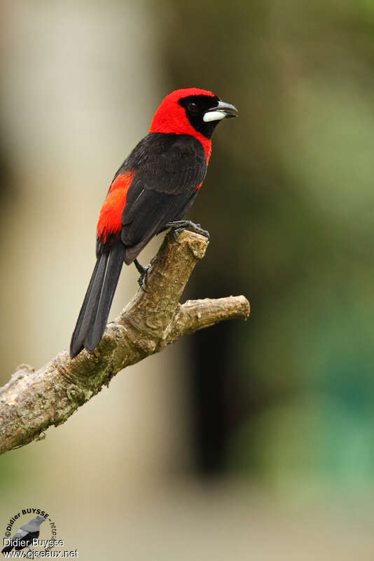 Masked Crimson Tanager male adult, identification