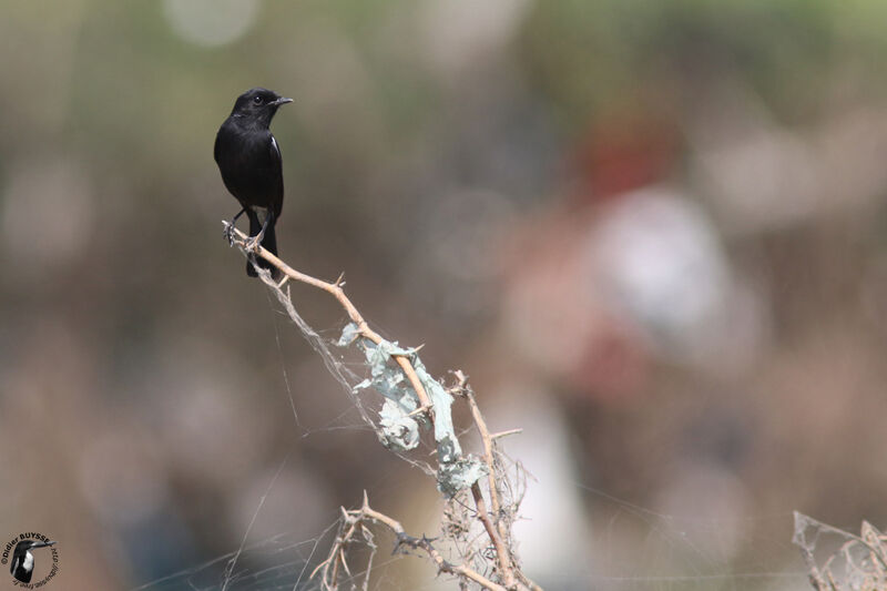 Pied Bush Chat male adult, identification