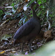 Tinamou solitaire