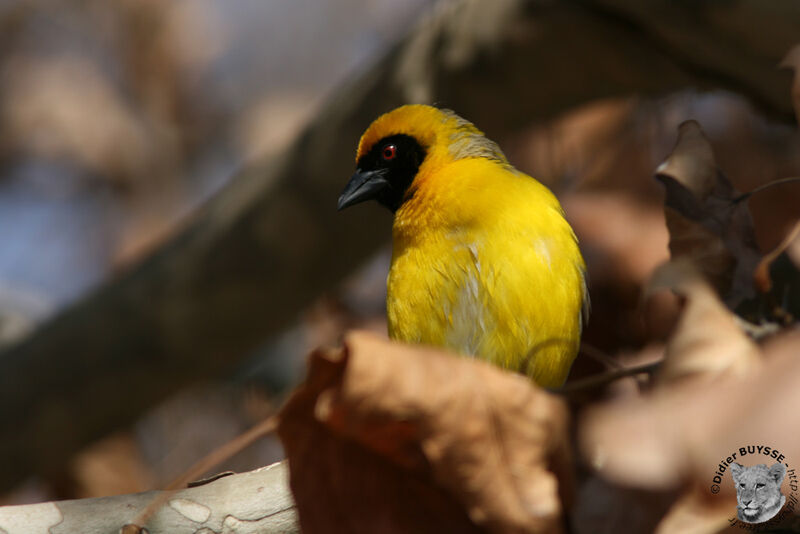 Southern Masked Weaver male adult, identification