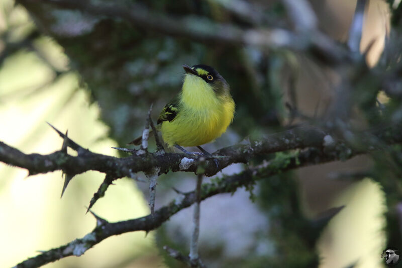 Yellow-lored Tody-Flycatcheradult, identification, habitat