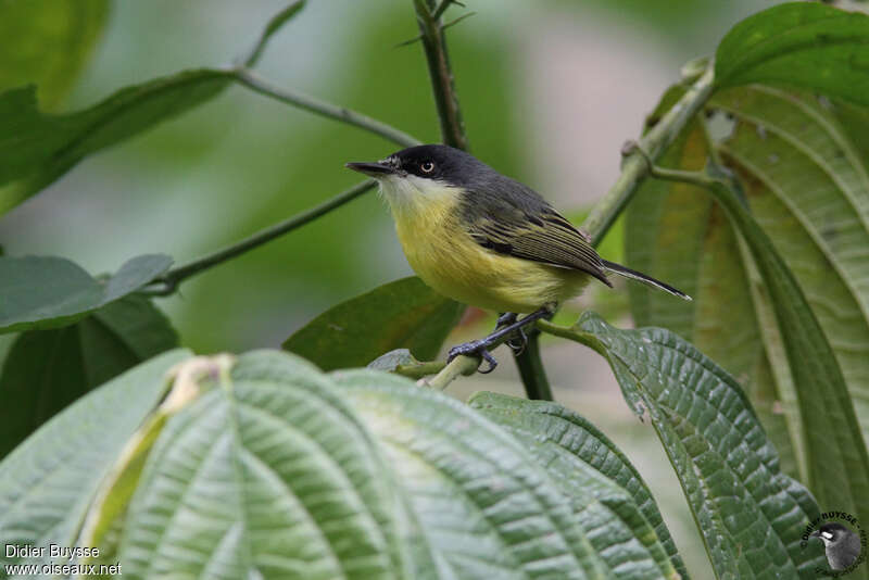 Common Tody-Flycatcher male adult, identification