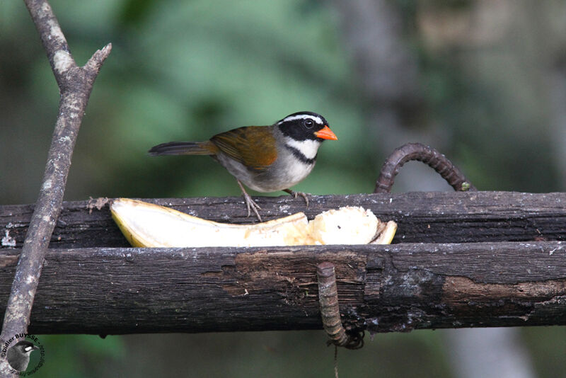 Orange-billed Sparrowadult breeding, identification