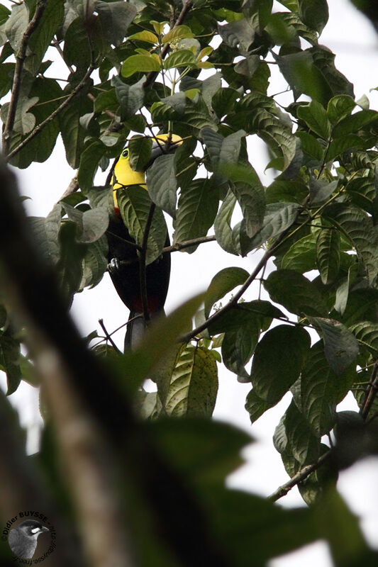 Yellow-throated Toucan (swainsonii)adult, identification