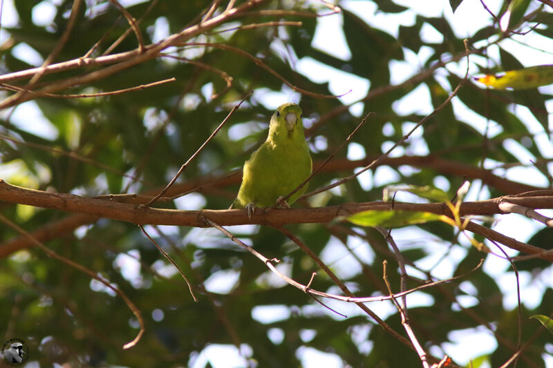 Blue-winged Parrotlet, identification