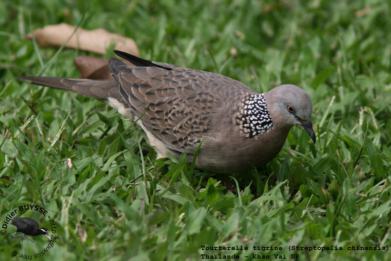 Spotted Doveadult breeding