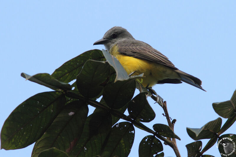 Tropical Kingbirdadult breeding, identification