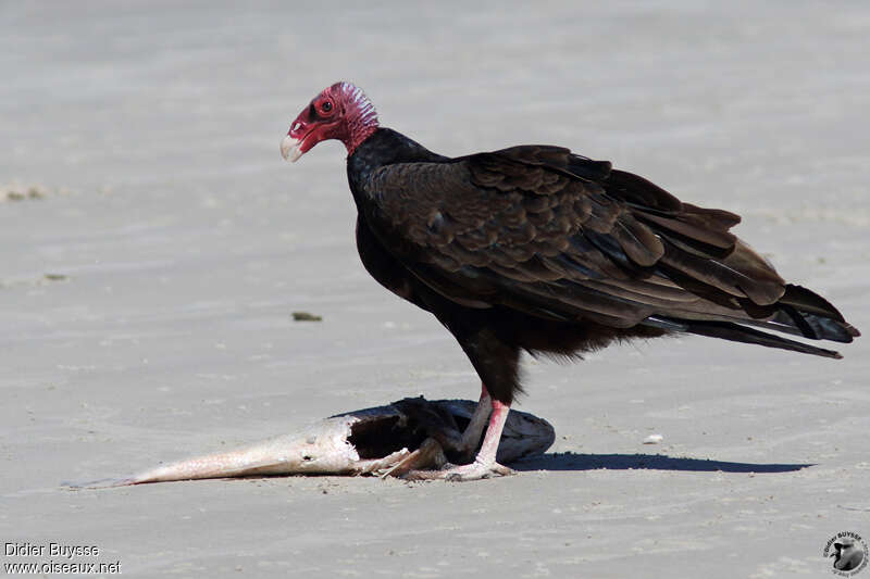 Turkey Vultureadult, feeding habits, eats