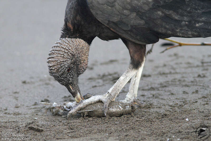 Black Vultureadult, identification, feeding habits, eats