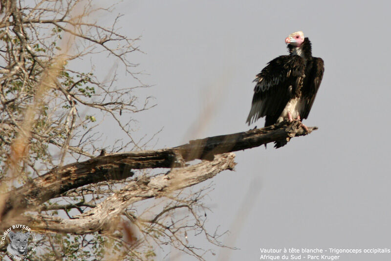 White-headed Vulture female adult breeding, identification