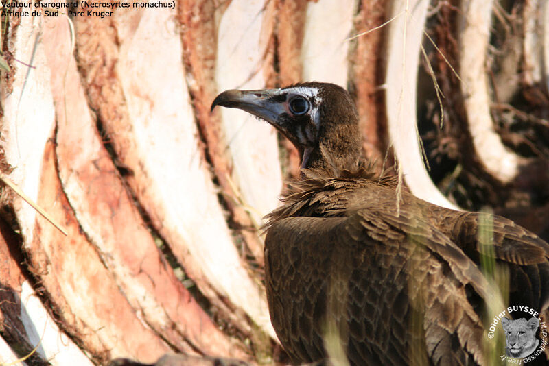 Hooded Vultureimmature