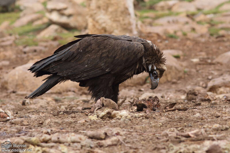 Cinereous Vultureimmature, feeding habits, eats